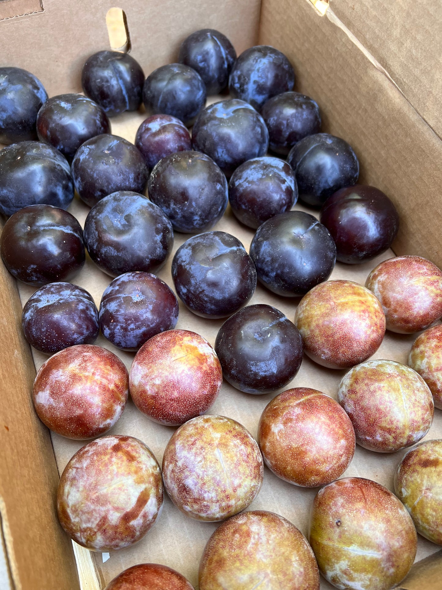 Plum Lemongrass Jam